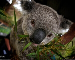 Koala-australian-animals-33682512-1280-1024